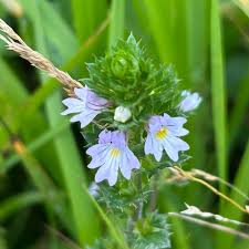 Image result for Euphrasia stricta