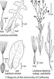 Attēlu rezultāti vaicājumam “Lactuca tatarica flower”