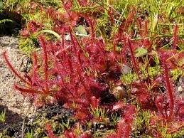Image result for Drosera