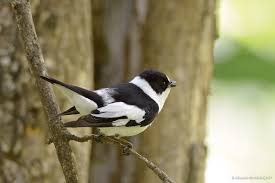 Image result for Ficedula albicollis