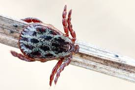 Attēlu rezultāti vaicājumam “Dermacentor reticulatus”