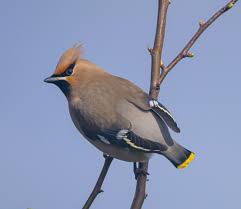 Attēlu rezultāti vaicājumam “Bombycilla garrulus”