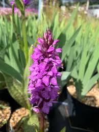 Attēlu rezultāti vaicājumam “Dactylorhiza maculata bud”