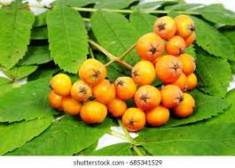 Attēlu rezultāti vaicājumam “Sorbus aucuparia fruit”