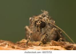 Attēlu rezultāti vaicājumam “Mniotype satura”