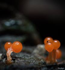 Attēlu rezultāti vaicājumam “Trichia alpina”