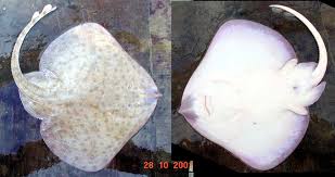 Image result for Leucoraja erinaceus