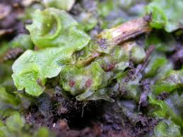 Attēlu rezultāti vaicājumam “Pellia neesiana”