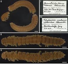 Attēlu rezultāti vaicājumam “Strongylosoma pallipes”