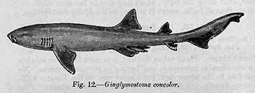 Image result for Nebrius ferrugineus