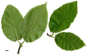 Attēlu rezultāti vaicājumam “Betula alleghaniensis”