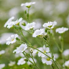 Attēlu rezultāti vaicājumam “Gypsophila fastigiata leaf”