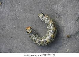 Attēlu rezultāti vaicājumam “Sphinx pinastri larva”