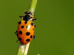 Attēlu rezultāti vaicājumam “Hippodamia tredecimpunctata”