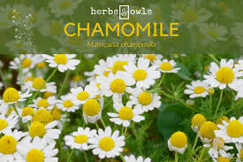 Attēlu rezultāti vaicājumam “Matricaria chamomilla flower”