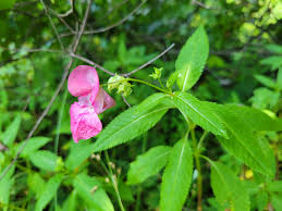 Attēlu rezultāti vaicājumam “Impatiens glandulifera fruit”