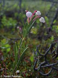 Attēlu rezultāti vaicājumam “Andromeda polifolia”