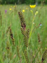 Attēlu rezultāti vaicājumam “Carex hartmanii”