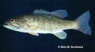 Image result for Micropterus