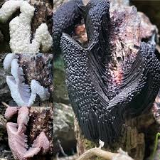 Attēlu rezultāti vaicājumam “Stemonitis foliicola”