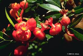 Attēlu rezultāti vaicājumam “Clusiaceae”