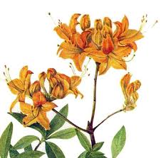 Attēlu rezultāti vaicājumam “Rhododendron calendulaceum”