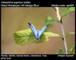 Attēlu rezultāti vaicājumam “Celastrina argiolus female”