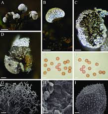 Attēlu rezultāti vaicājumam “Physarum orbis”