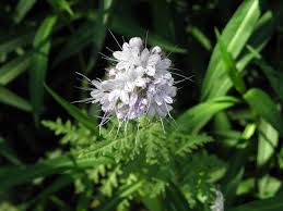 Attēlu rezultāti vaicājumam “Phacelia tanacetifolia leaf”