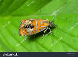 Attēlu rezultāti vaicājumam “Olethreutes arcuella”