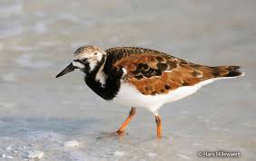 Attēlu rezultāti vaicājumam “Arenaria interpres adult”