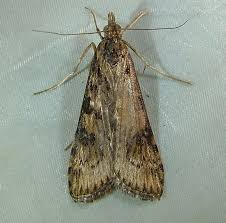 Attēlu rezultāti vaicājumam “Nomophila noctuella”