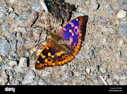 Attēlu rezultāti vaicājumam “Apatura ilia”