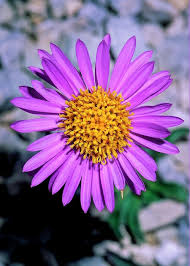 Image result for Aster alpinus