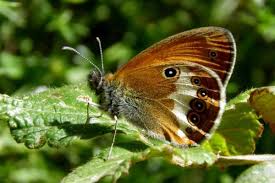 Attēlu rezultāti vaicājumam “Coenonympha arcania”