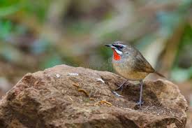 Image result for Luscinia calliope