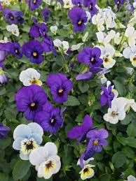 Image result for Viola cornuta