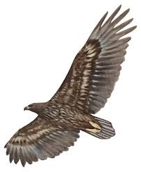 Attēlu rezultāti vaicājumam “Haliaeetus albicilla adult”