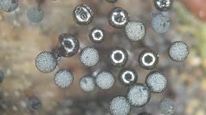 Attēlu rezultāti vaicājumam “Lamproderma violaceum macro”