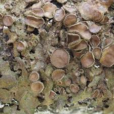 Attēlu rezultāti vaicājumam “Melanohalea exasperata”