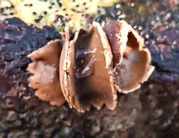 Attēlu rezultāti vaicājumam “Encoelia furfuracea”