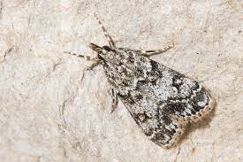 Attēlu rezultāti vaicājumam “Eudonia lacustrata”