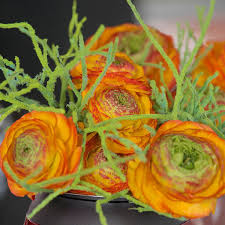 Attēlu rezultāti vaicājumam “Ranunculus brunnescens”