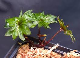 Attēlu rezultāti vaicājumam “Rhodobryum roseum”