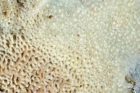 Attēlu rezultāti vaicājumam “Ceriporia excelsa”