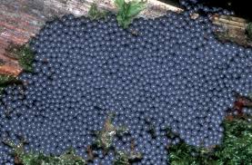 Attēlu rezultāti vaicājumam “Cribraria argillacea stalked”