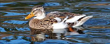 Attēlu rezultāti vaicājumam “Cygnus cygnus juvenile”