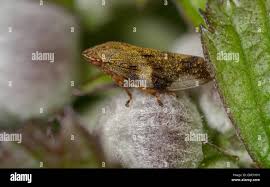 Attēlu rezultāti vaicājumam “Aphrophora nymph”