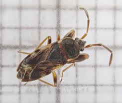 Attēlu rezultāti vaicājumam “Scolopostethus thomsoni”