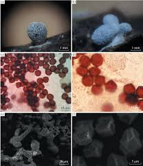 Attēlu rezultāti vaicājumam “Physarum bitectum sessile”
